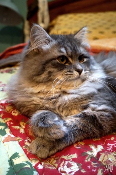 chats sibériens - les Tsars de Foncourt 